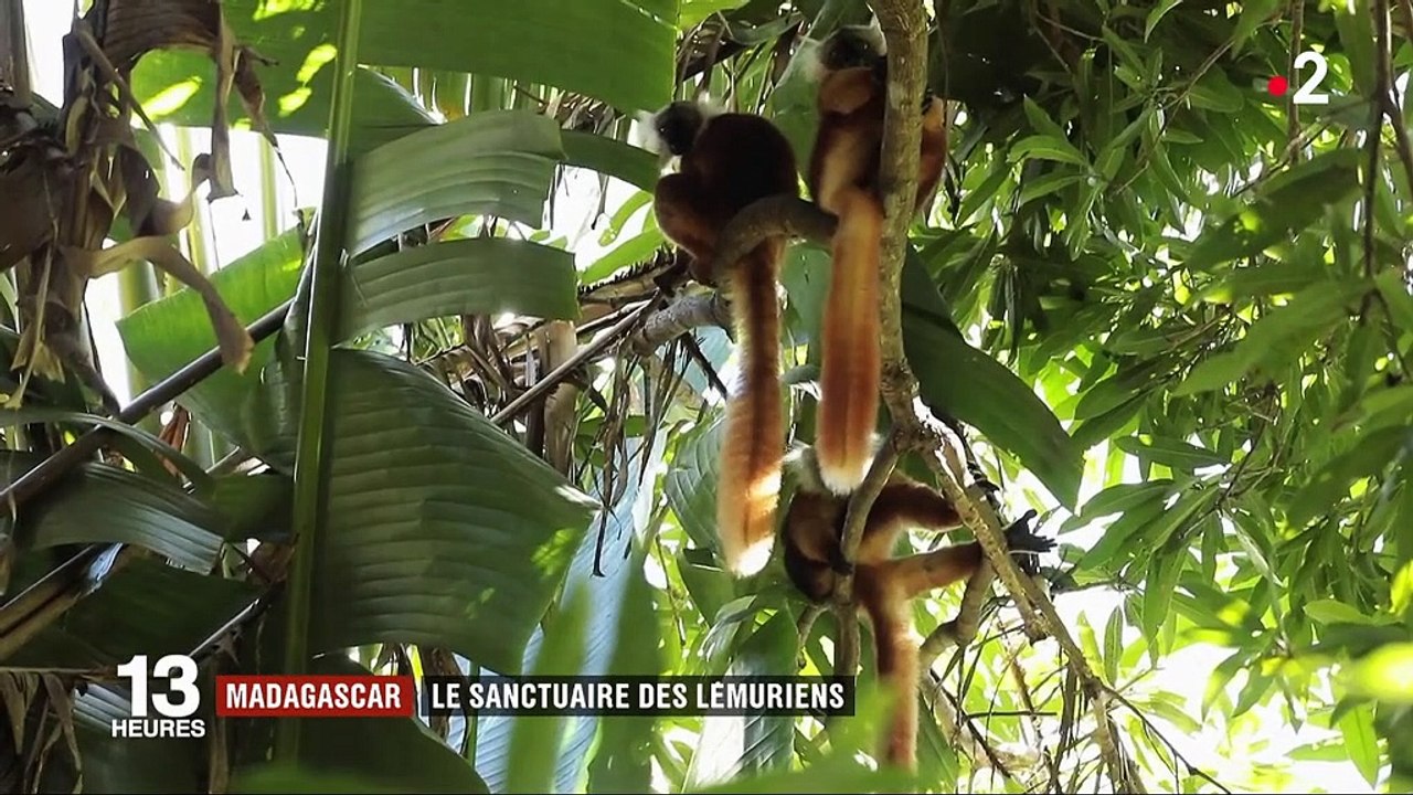 Madagascar : les lémuriens menacés par la déforestation