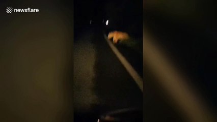 Wild Siberian tiger spotted walking across road at night in China's Yanbian