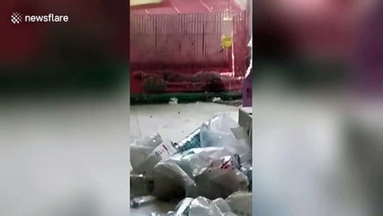 Landlady in China finds her apartment riddled with rubbish and a caged cat carcass