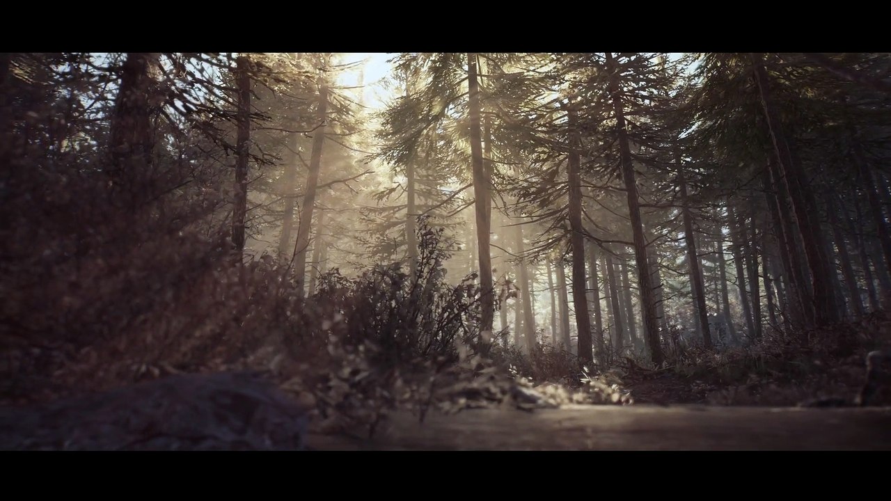 Blair Witch - Bosques