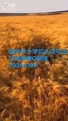 国外学位学历认证Q微信29304199  Capilano毕业证成绩单Diploma卡毕兰诺大学毕业证成绩单公证学位证书录取通知书雅思成绩单offer /Capilano文凭,教育部使馆留信认证,〈诚招代理〉Capilano University