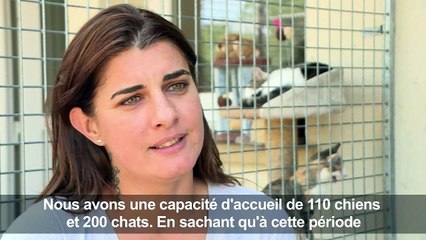 A Plaisir, la SPA peine à gérer l'afflux d'animaux abandonnés