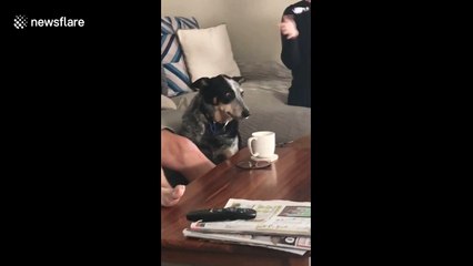 Australia dog makes funny face like he just realized something shocking