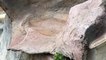 Mise en eau d'un faux rocher décoratif de bassin en Béton Sculpté (rocaille)