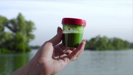 How to Protect Your Dog from Toxic Algae