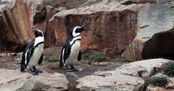 Deux mâles pingouins adoptent un œuf abandonné au zoo de Berlin