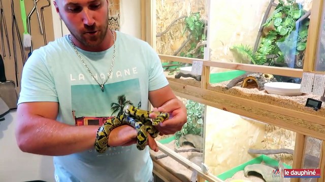 Ils vivent avec une dizaine d’espèces de serpents