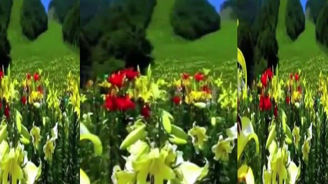 Ağlasam mı Gülsem mi **Müzik İLGÜN SOYSEV **sözler AYNUR AVCI.