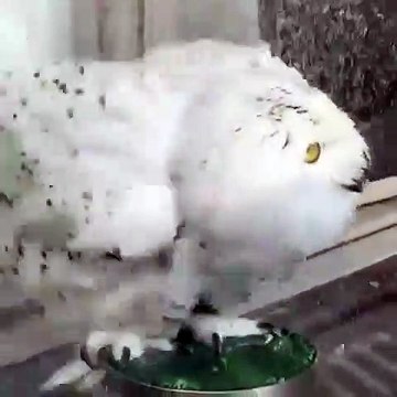 Quand un hibou prend sa douche avec beaucoup d'enthousiasme. Trop chou !