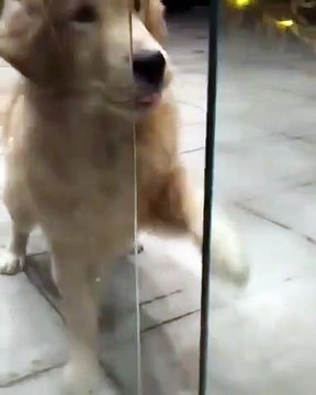 Ce chien fait tout son possible pour sortir de la chambre. Trop drôle !