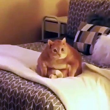 Ce gros chat n'aime pas être filmer. Regardez ce qu'il fait !