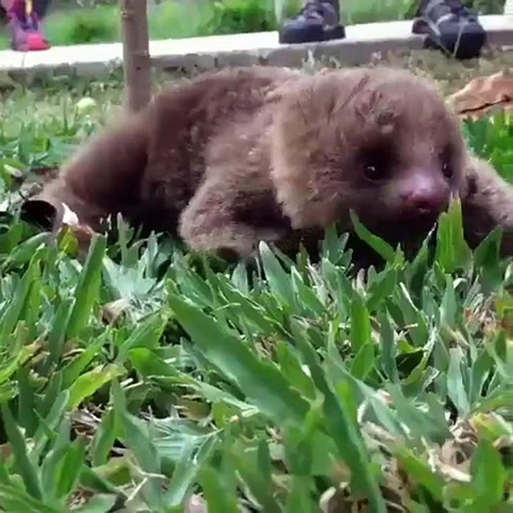 Ce bébé paresseux a un couinement qui fait fondre les cœurs. Ecoutez !