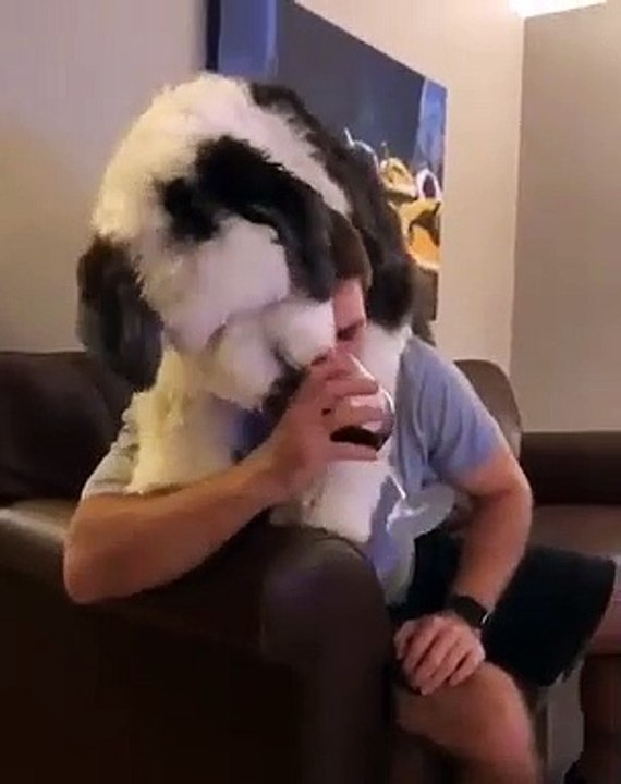 Quand un chien aime plus le vin que son maître, voici ce que ça donne !