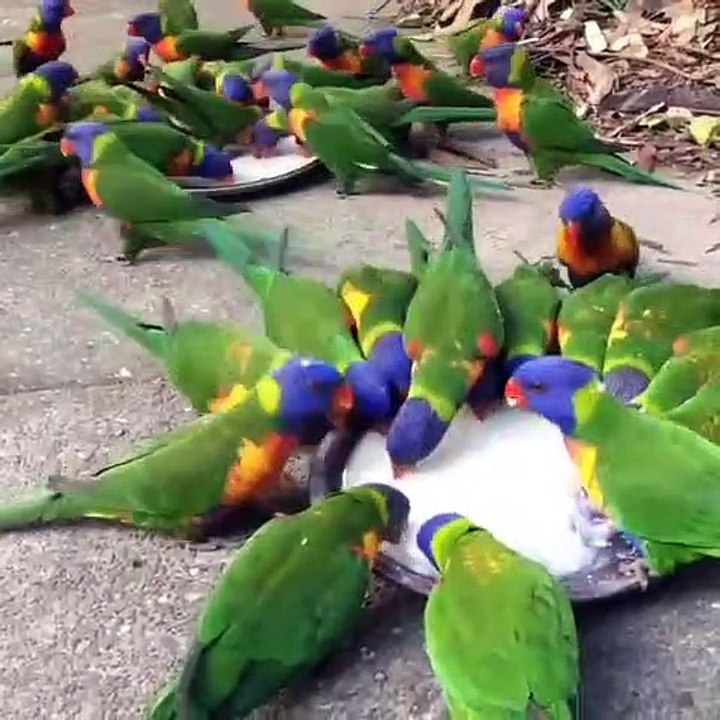 Sublime ! Ces superbes perroquets vont vous bluffer.