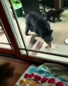 Maman ours et ses 3 petits sont à la recherche de nourriture pour chiens. Trop cute !