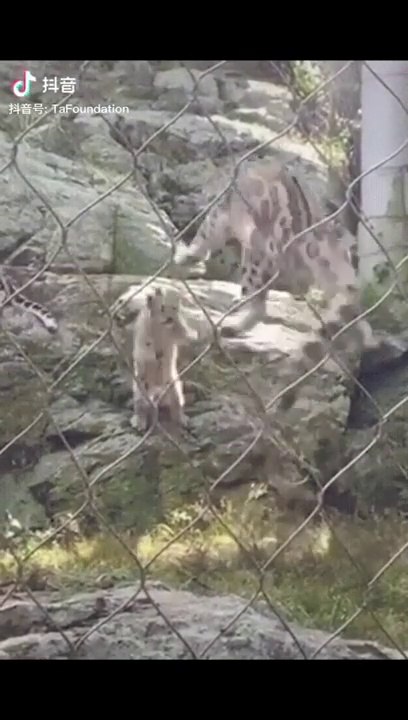 Shocked Video