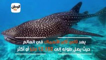 ثاني أضخم سمكة بالعالم.. معلومات عن القرش الحوتي الذي ظهر في الغردقة