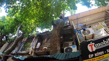 Vietnamese build houses around trees to save space in Hanoi