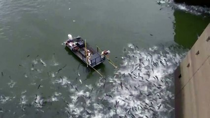 Electrofishing a Huge School of Asian Carp Below Barkley Dam