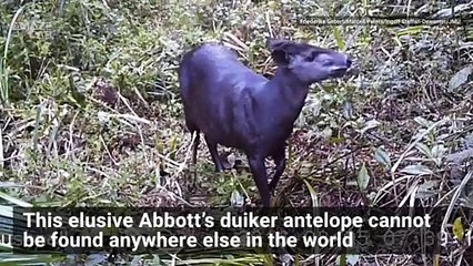 Rare Antelopes and Black Cats Caught on Film on Mount Kilimanjaro