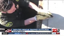 California deputies help rescue ducklings from storm drain