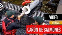 [CH] El cañón que dispara salmones