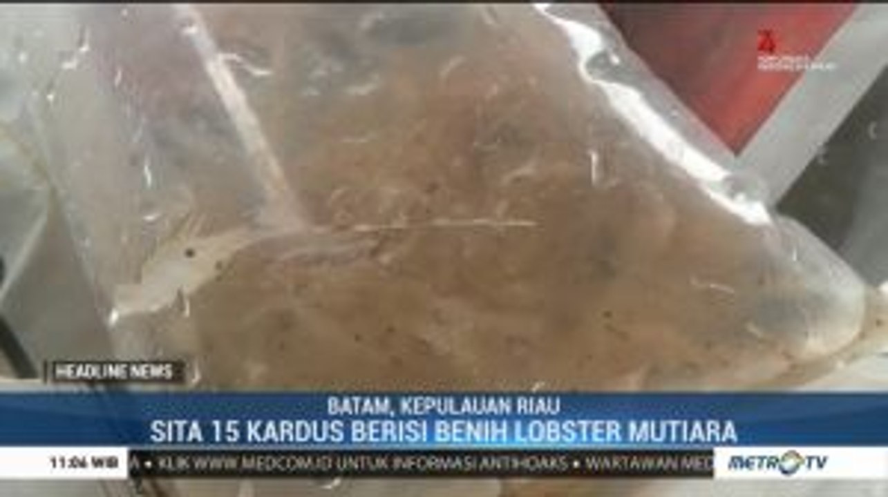 Penyelundupan Benih Lobster ke Singapura Berhasil Digagalkan