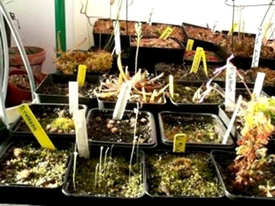 coin intérieur d'hiver de plantes carnivores