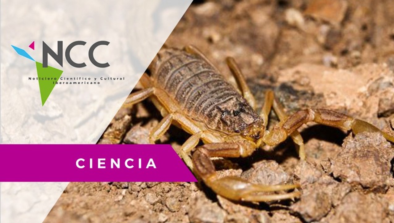 Granja de escorpiones busca innovar en investigaciones científicas