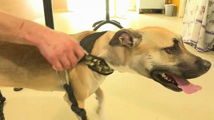 Frankreich: Traurige Hochsaison im Tierheim