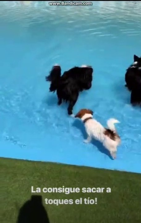 IDEAS EN CASTELLÓN CON PERRITOS