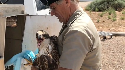 Saving A Rare White Belly Bald Eagle