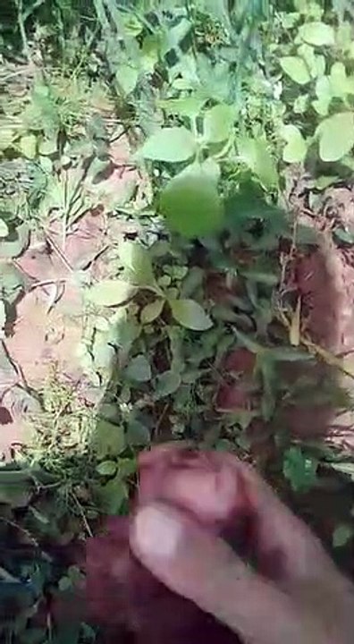 Variedad BORDEAUX