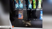 Feeling Trapped? This Raccoon Knows The Feeling
