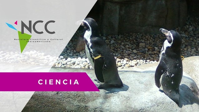 Una pareja de pingüinos gays, padres ejemplares en el zoológico de San Francisco