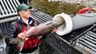 "Salmon Cannon" Shoots Fish Over Dams - Cool Invention