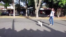 Passeando com a CACHORRINHA mais FOFA e LINDA do MUNDO, mas gente ela é muito BRAVA 