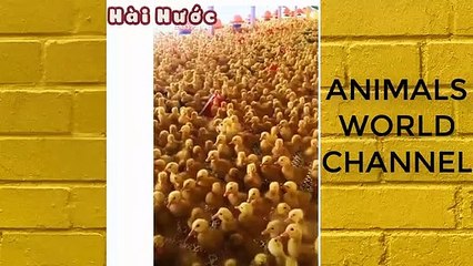 TRY NOT TO LAUGH CHALLENGE -- FUNNY PET VINES COMPILATION 2019 -- VIDEO HAY