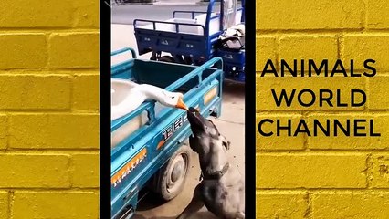 Khoảnh khắc hài hước động vật dễ thương - Funny animals compilation try not to laugh