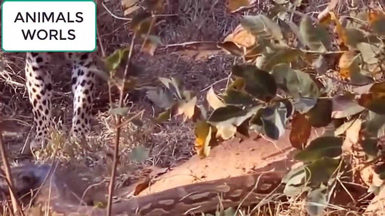 Best of Animals Fight Back Compilation including Leopard vs Porcupine, Puma vs Bear