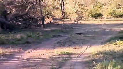 Clip- Xe khách bấm còi liên tục đòi vượt, -nữ ninja- hoảng sợ nhảy khỏi xe máy