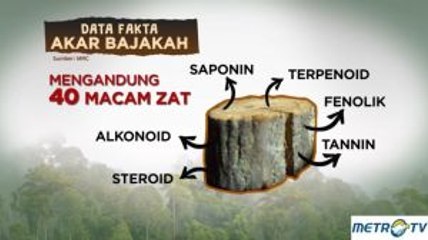Mengenal Akar Bajakah yang Bisa Mengobati Kanker