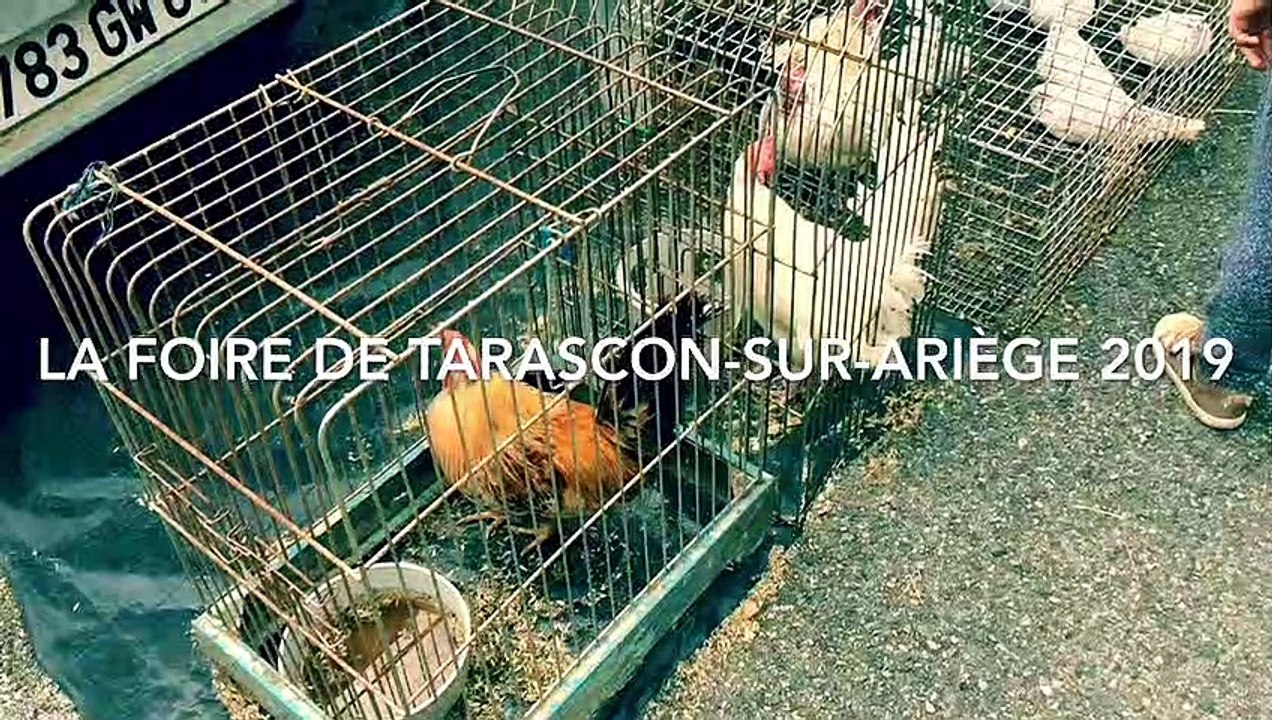 Foire agricole de Tarascon sur Ariège 2019