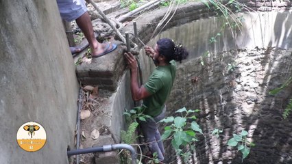 A civet cat rescued from well