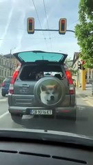 Ce chien a son portrait sur l'arrière de sa voiture !