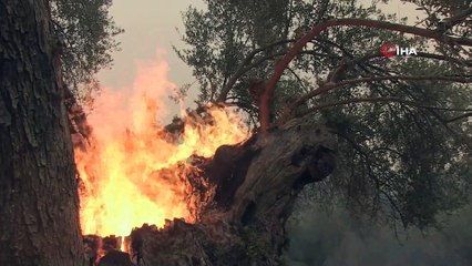 - Yunanistan’daki Yangın 3 Gündür Söndürülemiyor