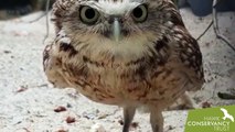 Ce hibou déteste la caméra posée devant son nid et la dégage !