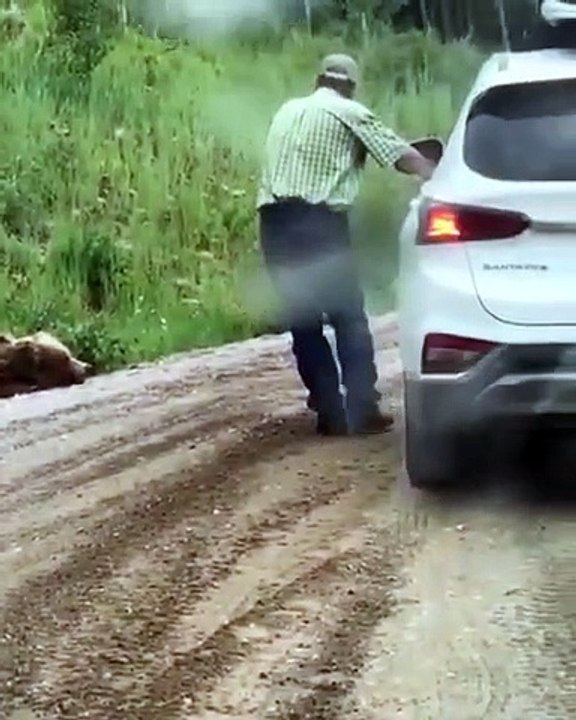 Habillé en peau d'Ours, il effraye les gens sur le bord de la route par surprise