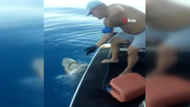 Tekne turu sırasında oltaya takılan 3 metrelik köpekbalığı turistleri şoke etti