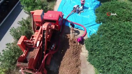 Fındığı kurutmak için sahil yolunu mesken tuttular